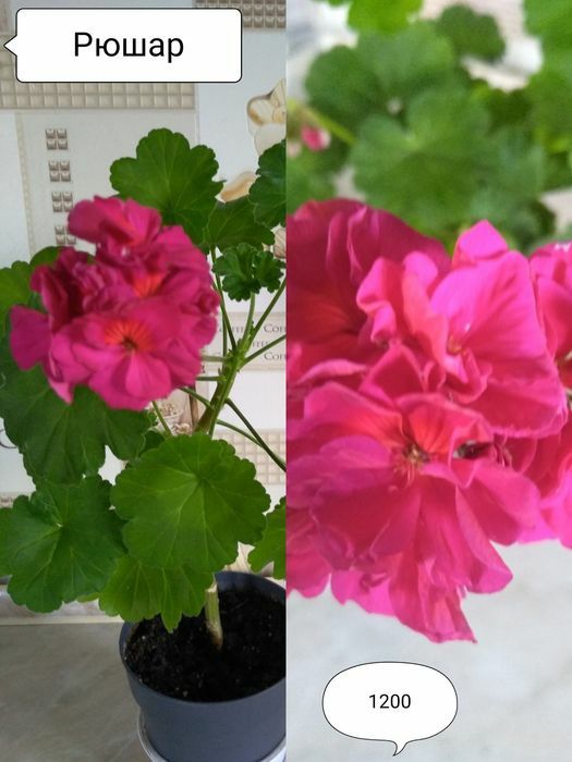 Продам Пеларгонии