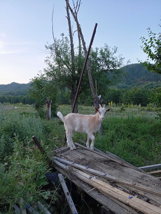 Capre Alpin Franceza / Saanen