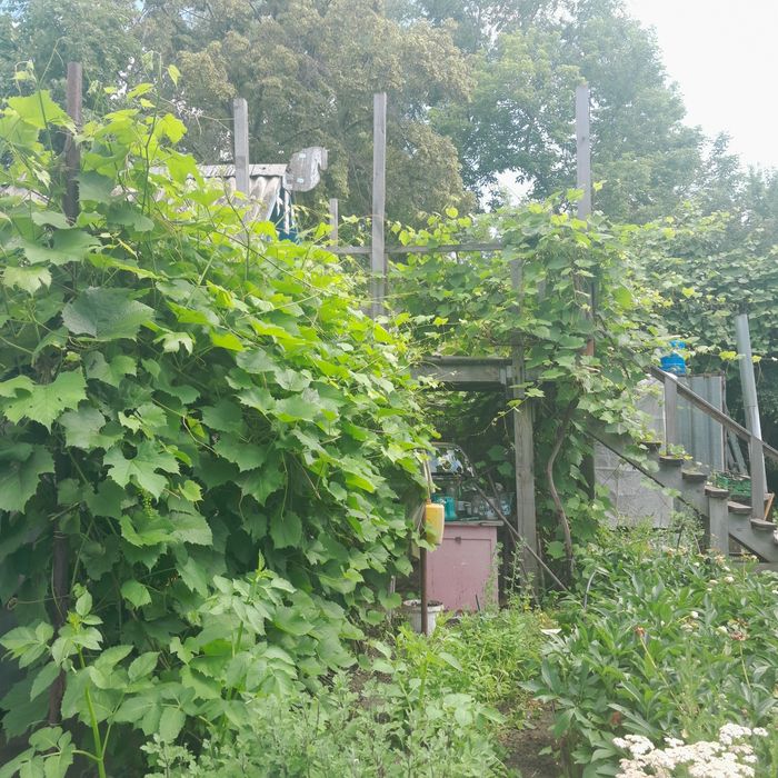 Продам дачу 17 дачи 3 общество 1 улица 1 дача