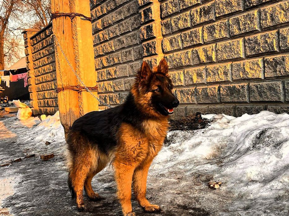 Неметски Овчарка   10айлык кушык