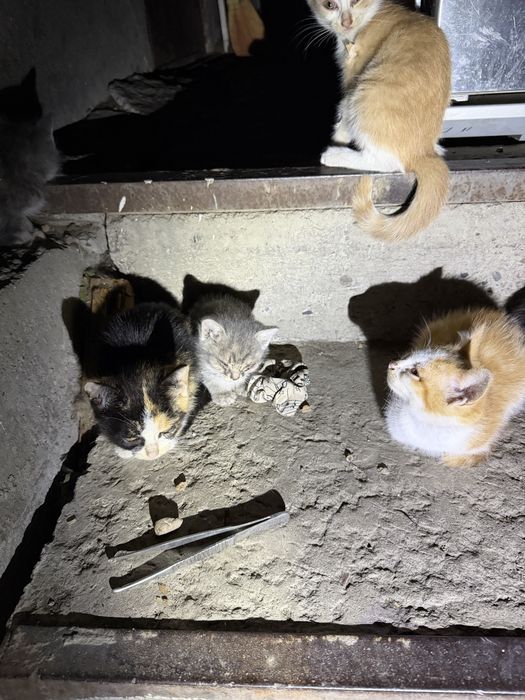 Котята супер кошки и коты
