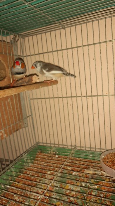 Амадины зебровые клетки