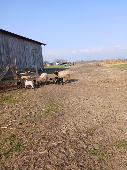 Vind oaie carabasa cu 2 mieluti,și berbec  mior