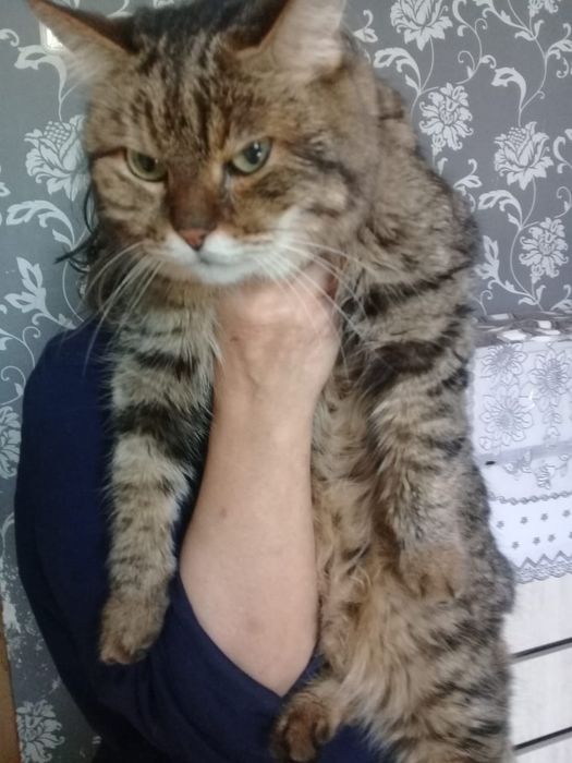 Новый дом для кошечки и котика