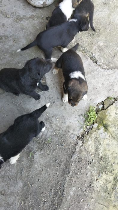 Щенята лабрадора