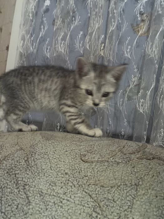 Продам котёнка скотиш страйт