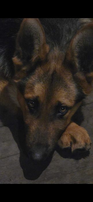 Потерялся Пёс , Локи