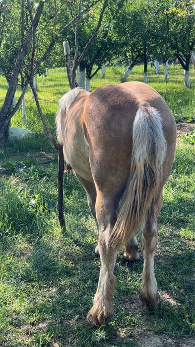 vand manza percheron