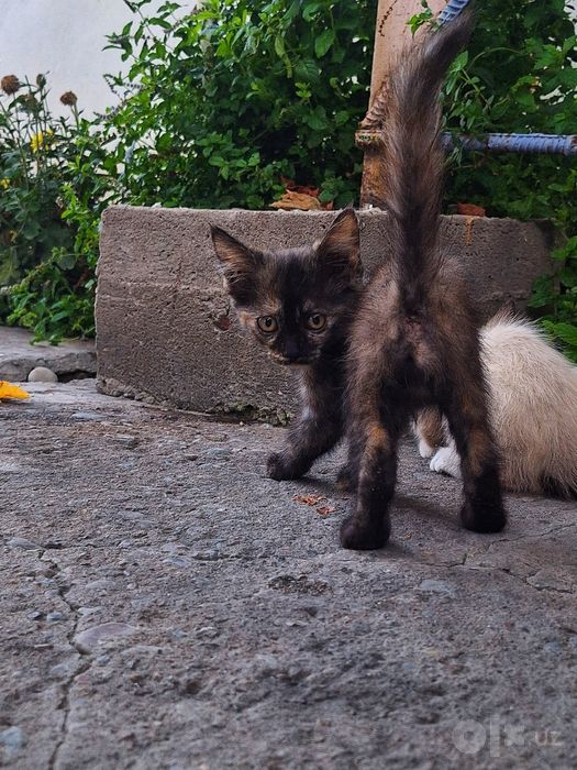 Котята чёрные и пятнистые