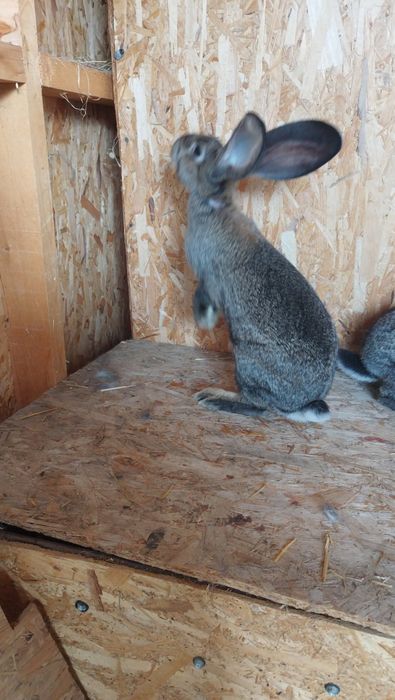 Iepuri Uriaș German Gri disponibil