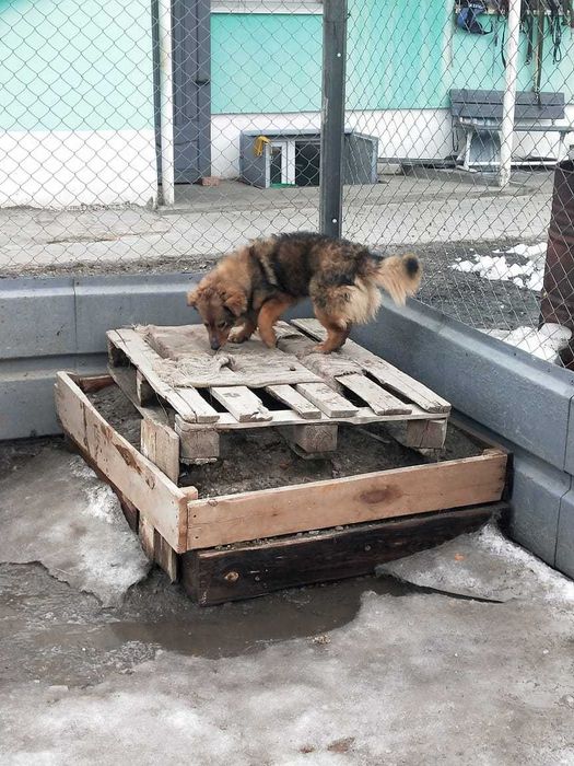 Молодая собачка- девочка ищет хозяина