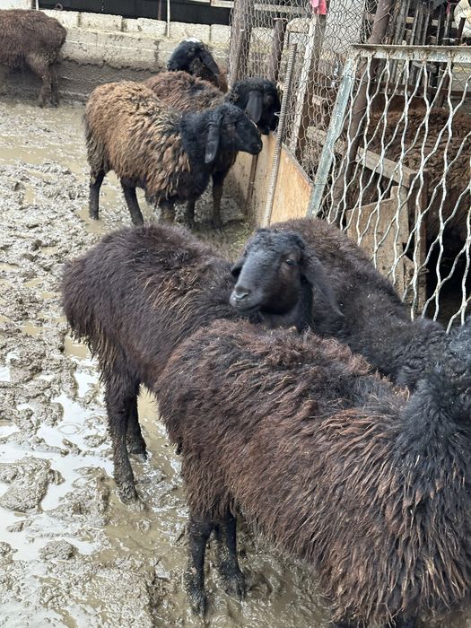 Токтылар Бараны Овцы