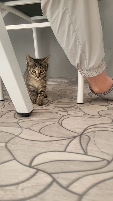 Отдам котёнка девочка!