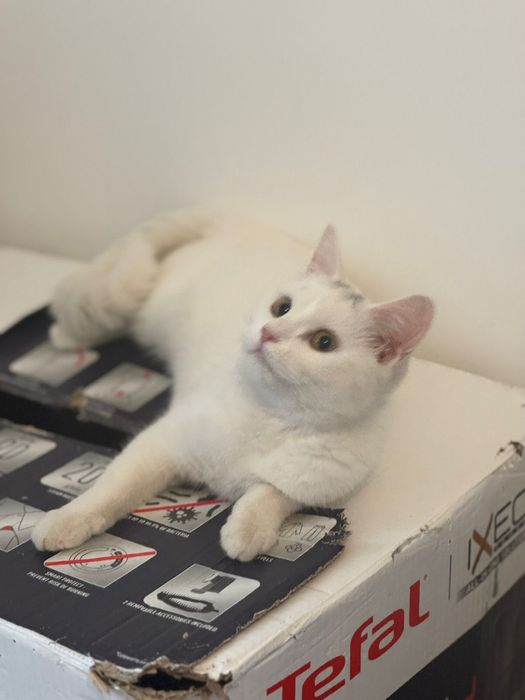 Отдам котенка, девочка