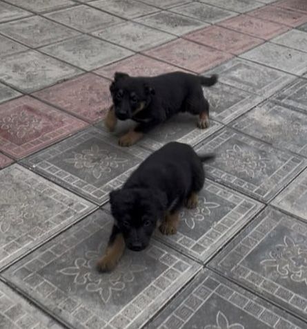 Немецски овчарки