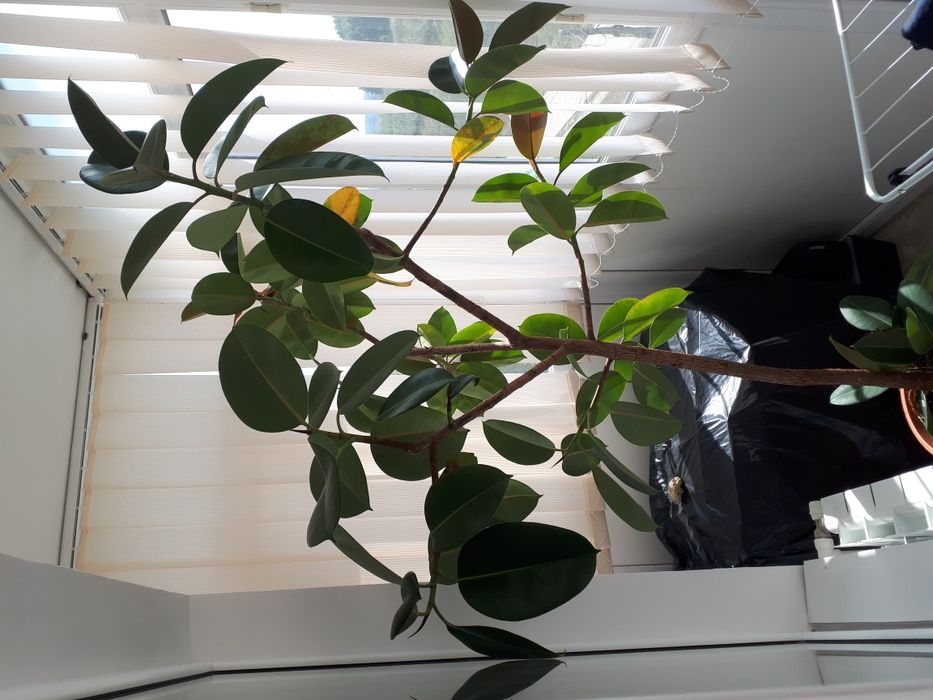 Ficusi de la 100 RON