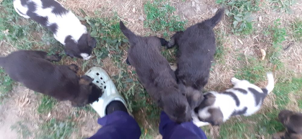 Donez 2 baieti din cei 7 catei. 5 dintre ei s-au dat,au ramas unul alb si unul negru cei din poza