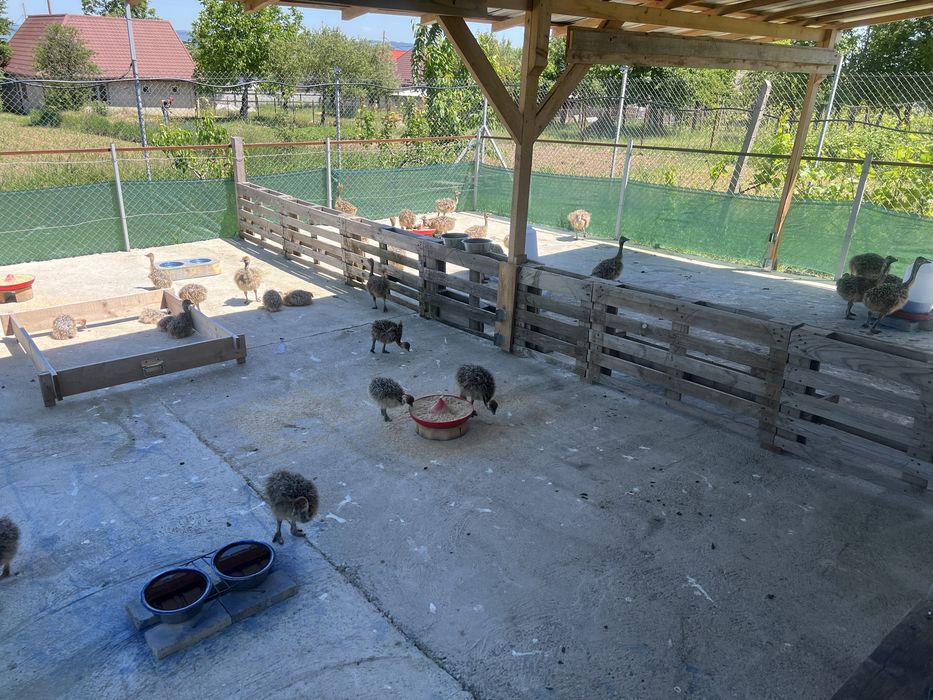 Pui de Struti disponibili!