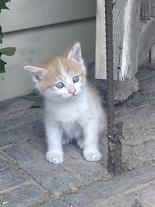 Котята,бесплатно,трое