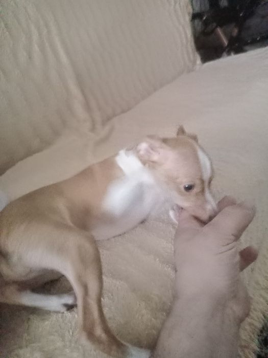 Продам той терьера