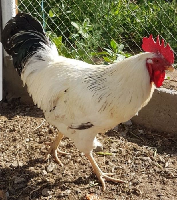 Продам домашних кур