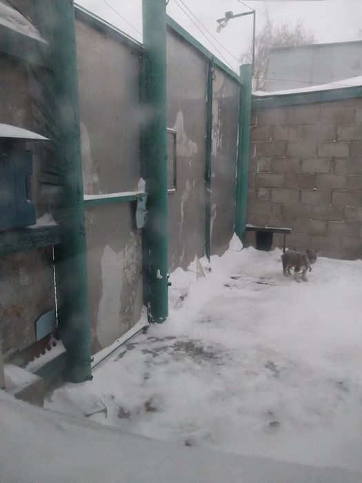 Отдам щенка хаски.