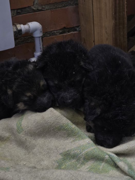 Щенки немецкой овчарки