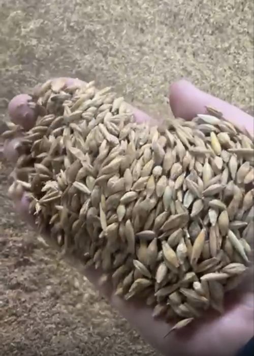 Продам АРПА ячмень,присутсвует овес и запах солода,влага 16,