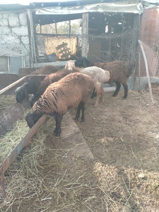 Кошкарики на племя