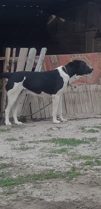 Алабай собака жаксы ит