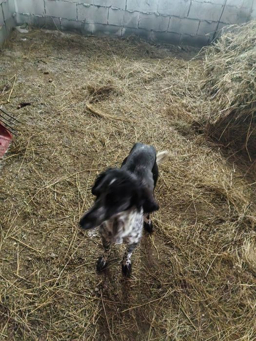 Сабака , тазы шенок