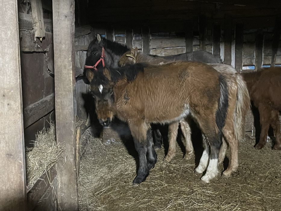Жабағылар Сатылады