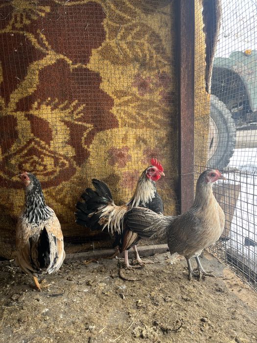 Продаётся карлики