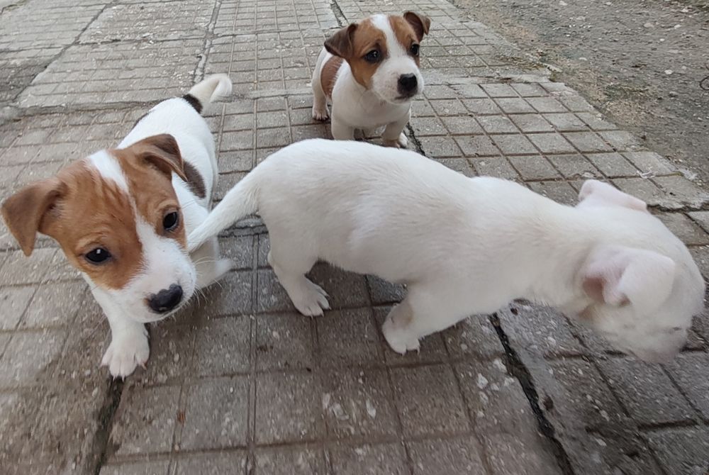 Джак Ръсел Териер