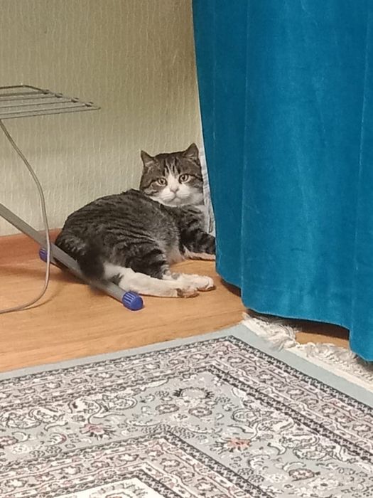 Ищем дом для котика