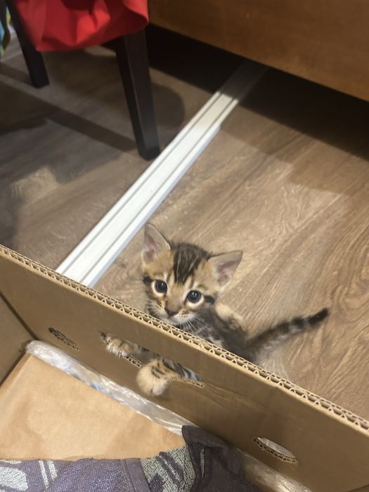 Бенгалско коте на един месец