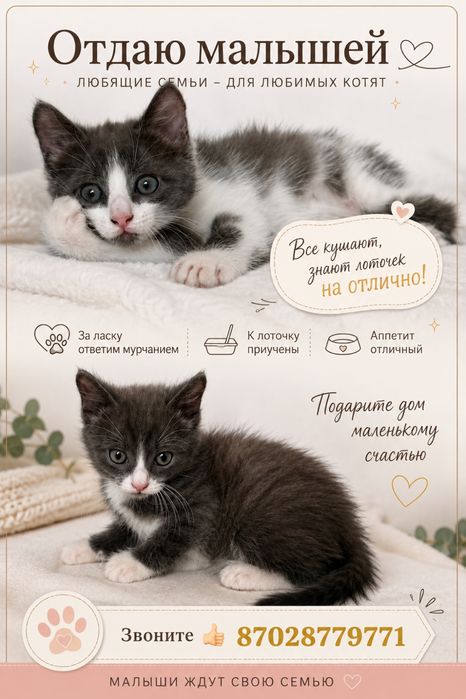 Отдам добрых котят