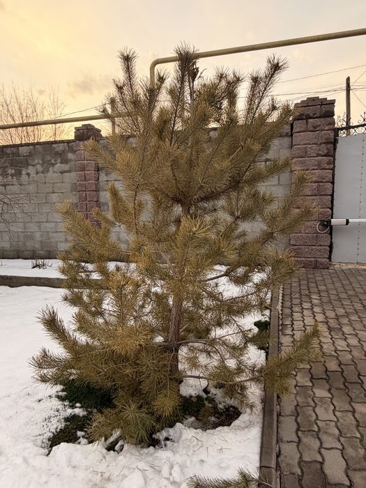 Живая сосна на Новый год
