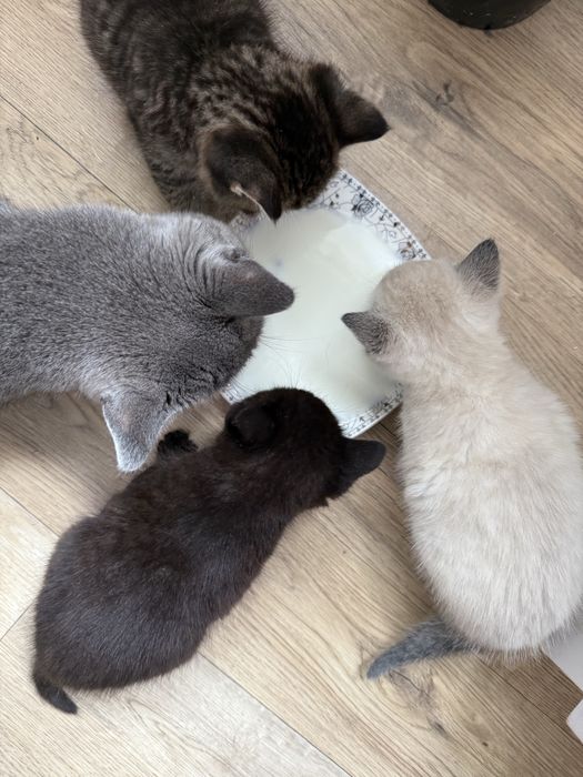 Милые котята в Коктал-1, самостоятельные