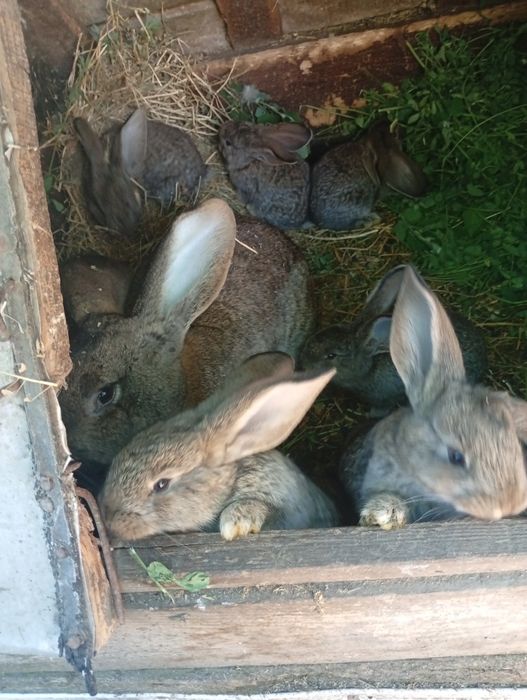 Vând iepuri diferite marimi