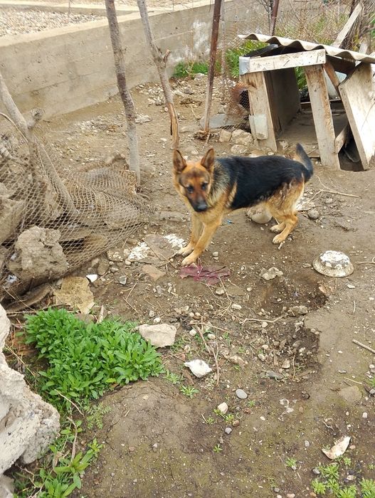 Овчарка немецкая .