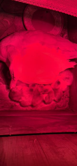 Boboci de gasca romanesca 25 de lei