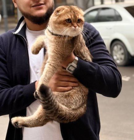 Britanskiy Shinshilla fold/ strayt mushukchalar sotiladi toza qon