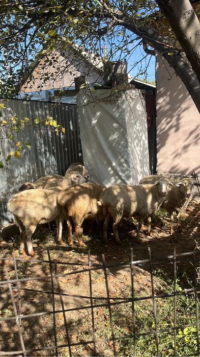 Продается бараны, овец, Қой сатылады