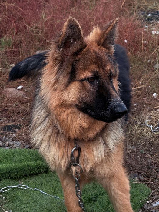 Немецки овчарка длиношорстный