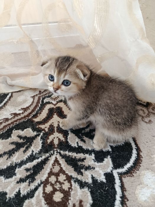 Самые милые котята Золотистые шиншиллы готовы к продаже