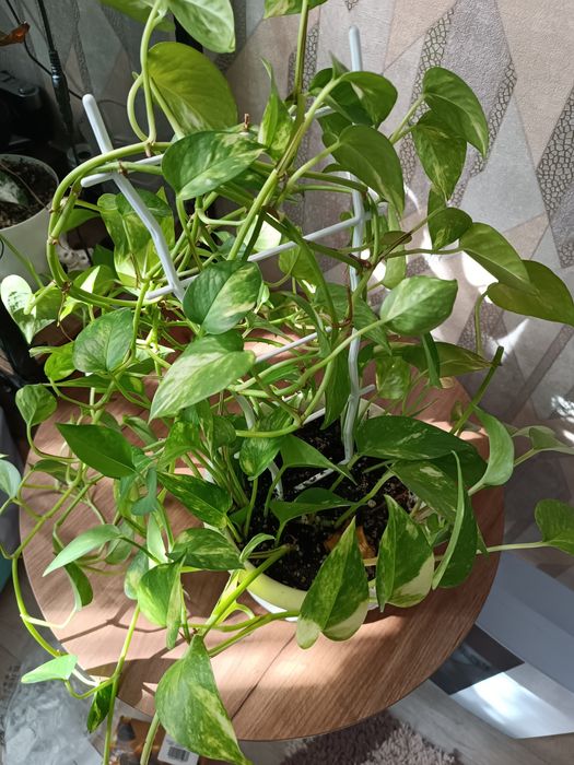 Эпипремнум золотистый