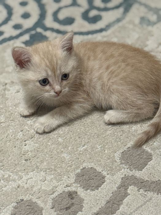Отдам в хорошие руки котенка