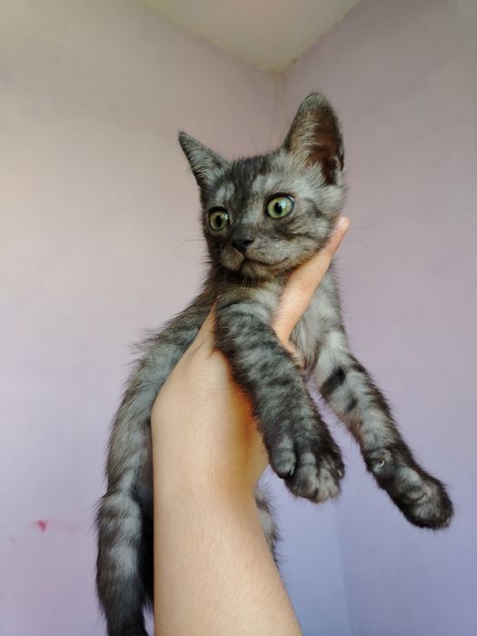 Отдам даром котят