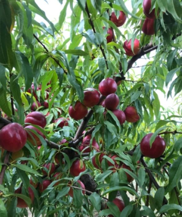 Nectarin (Soiul Venus )